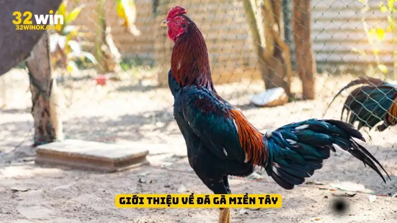 đá gà miền Tây